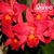 Orquídea Slc. Jewell Box Sherazade (587)- Tam.2