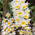 Dendrobium Thyrsiflorum orquidea cachos pendentes- Adulta - comprar online