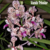 Orquídea Vanda Tricolor- Tam. 3 - comprar online