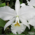 Muda de Orquídea Especial C. Warnerii Alba Ricardo Bells - Tam.3