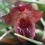 Orquidea Christensonella Juergensii - Pré Adulta - comprar online