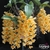 Orquídea Dendrobium Griffithianum - Planta Pré-Adulta