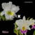 Orquídea Blc. Pastoral Alba x Blc. Pastoral Aniel Carnier - Pré Adulta