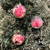 Set x 6 Globos transparentes con Flores Secas Rosas N6 - El Rey de la Navidad