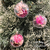 Set x 6 Globos transparentes con Flores Secas Rosas N6 en internet