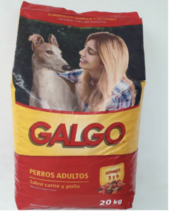 Galgo Perros Adultos