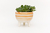 Maceta Bowl Patitas (viene en diferentes modelos) - tienda online