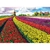 Puzzle Tulip Field - Netherlands 1000 Piezas en internet