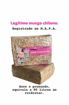 Imagem do Musgo esfagno importado do Chile. Embalagem com 1kg do Sphagnum Moss, seco e tratado. Equivale a 80 litros, reidratado.