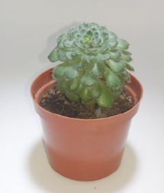 Echeveria A