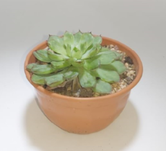 Echeveria M