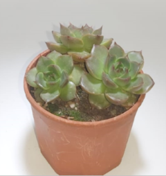 Echeveria