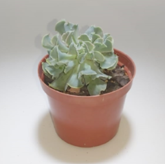 Echeveria Nichi