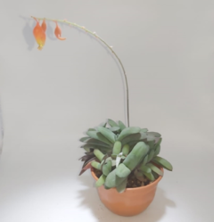 Echeveria Z