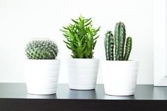 Panorámico "Cactus III" - comprar online