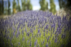 Jabón vegetal con Aceite Esencial de LAVANDA PATAGÓNICA 120 grs. - comprar online