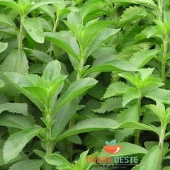Stevia en hojas x 250 Grs en internet