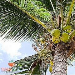 Imagen de Aceite de coco 360cm³ neutro - Vitacoco (6 unidades)