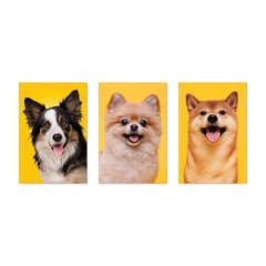 Kit 3 Placas Decorativas Pet Shop Cachorros - 0028ktpl - comprar online