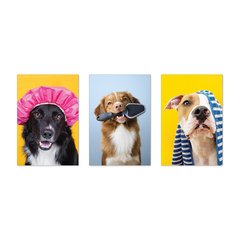 Kit 3 Placas Decorativas Pet Shop Cachorros Banho - 0031ktpl - comprar online