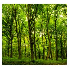 Papel de Parede Paisagem Floresta Natureza Sala Painel Adesivo - 071pc - comprar online