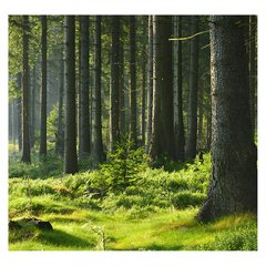 Papel de Parede Árvores Floresta Natureza Sala Painel Adesivo - 082pc - comprar online