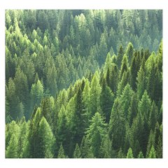 Papel de Parede Floresta Árvores Paisagem Sala Painel Adesivo - 092pc - comprar online