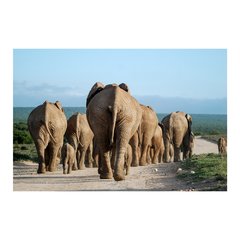 Painel Adesivo de Parede - Animais - Elefante - 1149pn - comprar online