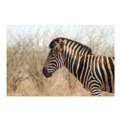 Painel Adesivo de Parede - Animais - Zebra - 1150pn - comprar online