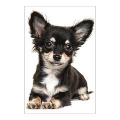Painel Adesivo de Parede - Cachorro - Pet Shop - 1624pn - comprar online