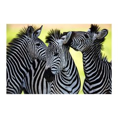 Painel Adesivo de Parede - Zebras - Animais - 1669pn - comprar online