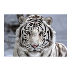 Painel Adesivo de Parede - Tigre Branco - Animais - 1670pn - comprar online