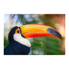 Painel Adesivo de Parede - Tucano - Animais - 1674pn - comprar online