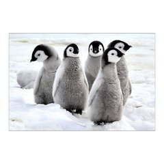 Painel Adesivo de Parede - Pinguim - Animais - 1698pn - comprar online