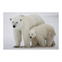 Painel Adesivo de Parede - Urso Polar - Animais - 1699pn - comprar online