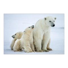 Painel Adesivo de Parede - Urso Polar - Animais - 1700pn - comprar online
