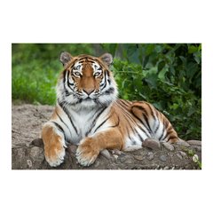 Painel Adesivo de Parede - Tigre - Animais - 1707pn - comprar online