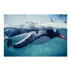 Painel Adesivo de Parede - Pinguim - Animais - 1737pn - comprar online
