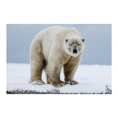 Painel Adesivo de Parede - Urso Polar - Animais - 1739pn - comprar online