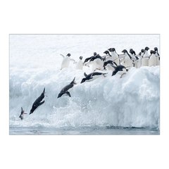 Painel Adesivo de Parede - Pinguim - Animais - 1740pn - comprar online