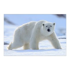 Painel Adesivo de Parede - Urso Polar - Animais - 1749pn - comprar online