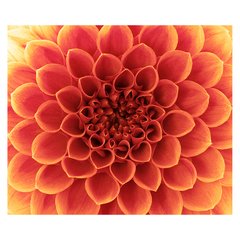 Papel de Parede Flor Floral Natureza Laranja Sala Painel Adesivo - 226pc na internet