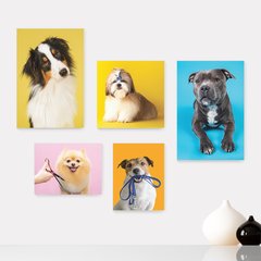 Kit 5 Placas Decorativas - Pet Shop - Cachorro - Animais - Veterinário Casa Quarto Sala - 254ktpl5