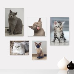 Kit 5 Placas Decorativas - Pet Shop - Gatos - Animais - Veterinário Casa Quarto Sala - 255ktpl5