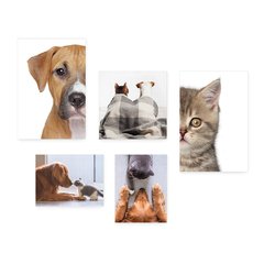 Kit 5 Placas Decorativas - Pet Shop - Gatos - Animais - Veterinário Casa Quarto Sala - 256ktpl5 - comprar online