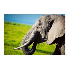 Painel Adesivo de Parede - Elefante - 650pn - comprar online
