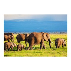 Painel Adesivo de Parede - Elefantes - 657pn - comprar online