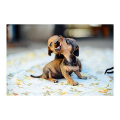 Painel Adesivo de Parede - Cachorros - Pet Shop - 784pn - comprar online