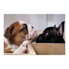 Painel Adesivo de Parede - Cachorro - Pet Shop - 796pn - comprar online