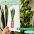 CUADRO SANSEVIERIA en internet